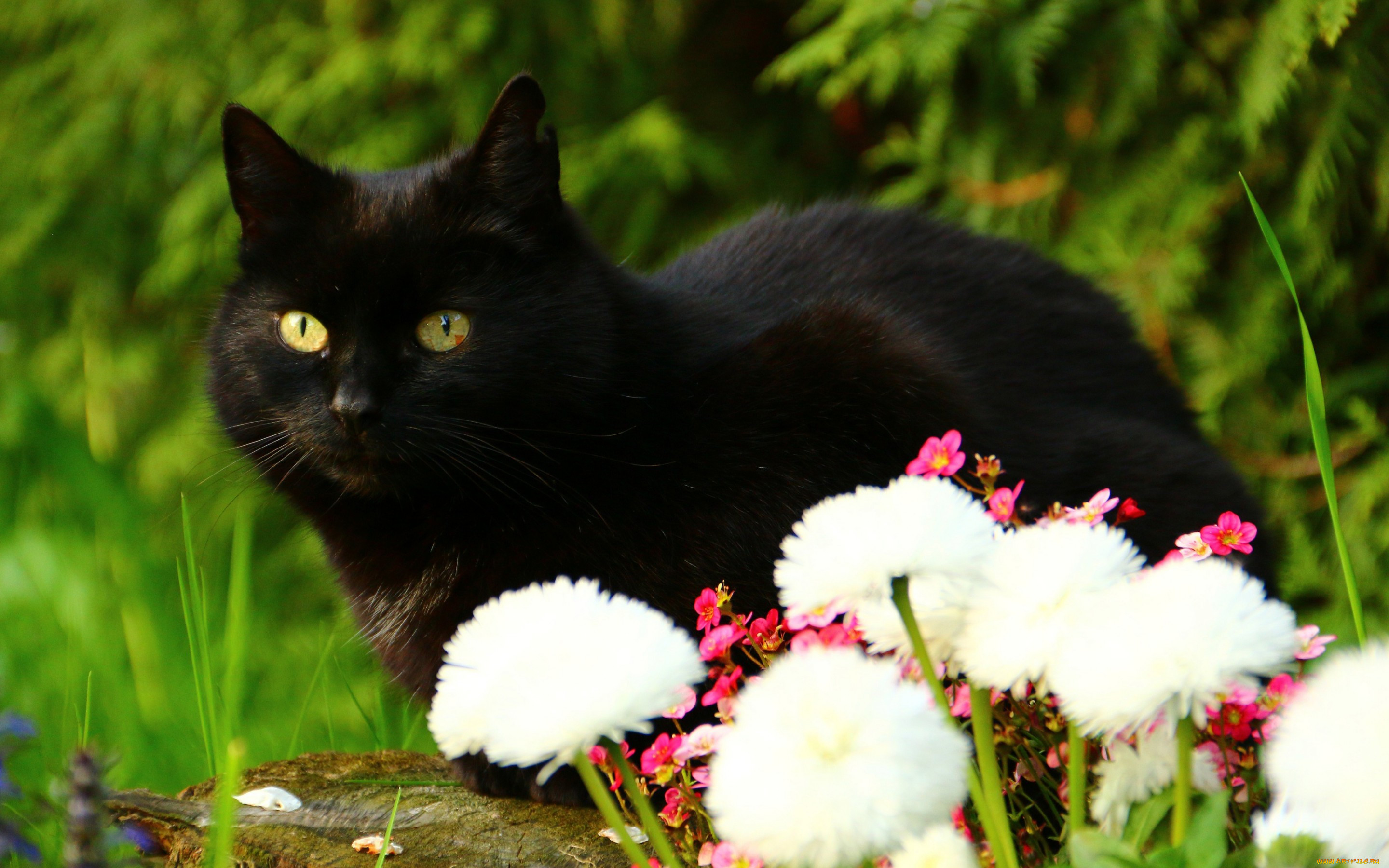 картинки большие черные коты